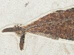 Diplomystus Fossil Fish - Large Matrix #12150-2